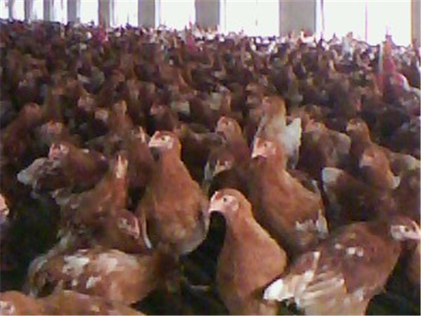 陜青年雞銷(xiāo)售