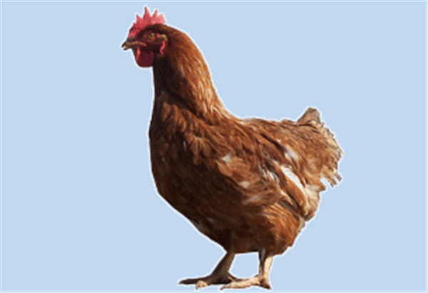 青年雞銷(xiāo)售