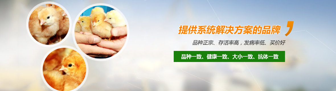 成功案例 成功案例