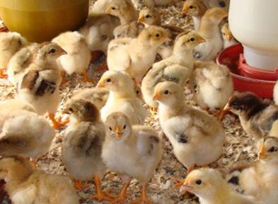 陜西雞苗l陜西雞苗價格l陜西雞苗批發(fā)l陜西雞苗廠家