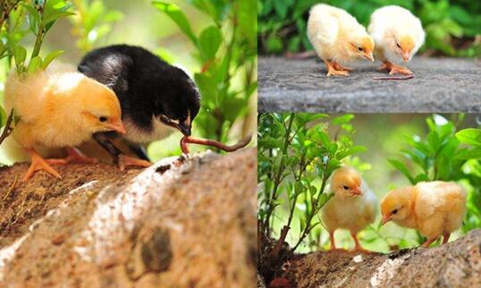 渭南雞苗價(jià)格