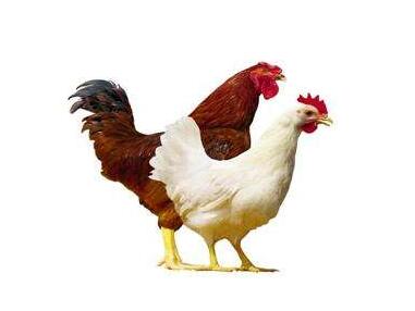 西安蛋雞價(jià)格