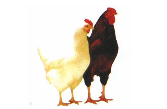 陜西蛋雞價格 陜西蛋雞價格