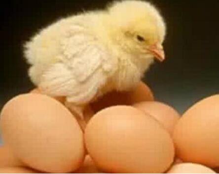 西安蛋雞養(yǎng)殖 西安蛋雞養(yǎng)殖