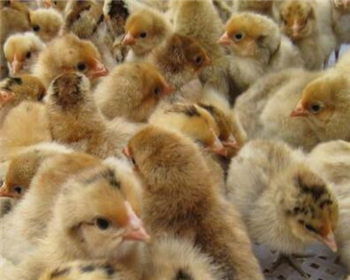 孵化陜西雞苗的要點(diǎn)都有哪些？