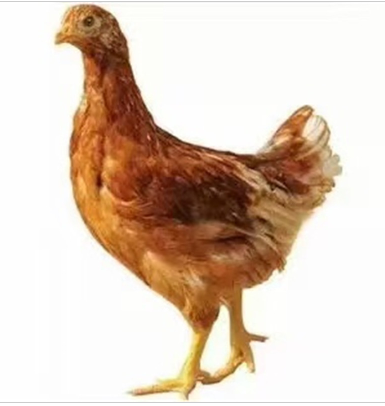 陜西青年雞 陜西青年雞