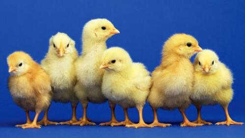 陜西雞苗 陜西雞苗