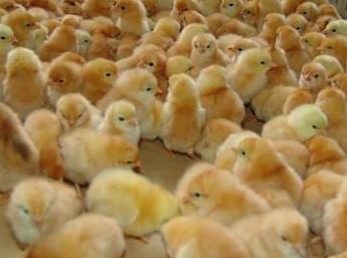 陜西雞苗 陜西雞苗