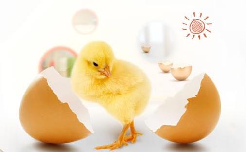 陜西雞苗 陜西雞苗